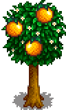 橙子树
