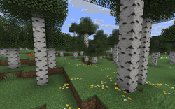 我的世界百科原始桦木森林属性配图 我的世界百科原始桦木森林属性配图